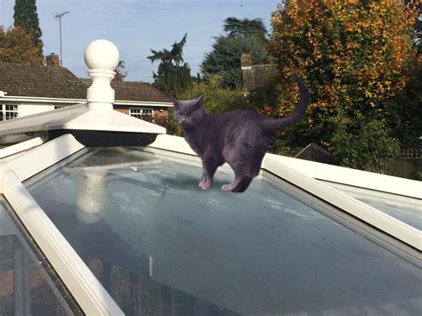 cat stuck on roof two days
